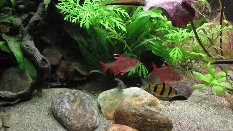 Aquarium mein eingebautes (AUFGELÖST) von Sarah (9)