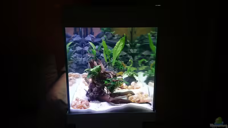 Aquarium Mein erster Versuch von Mobbl (2)