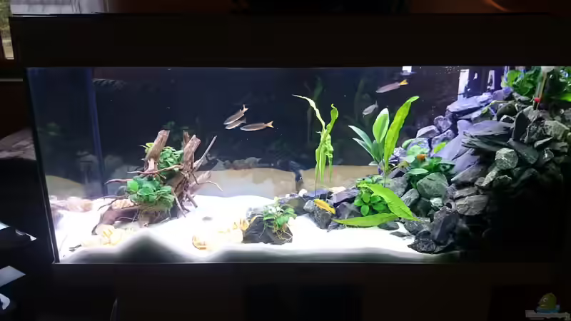 Aquarium Mein erster Versuch von Mobbl (3)