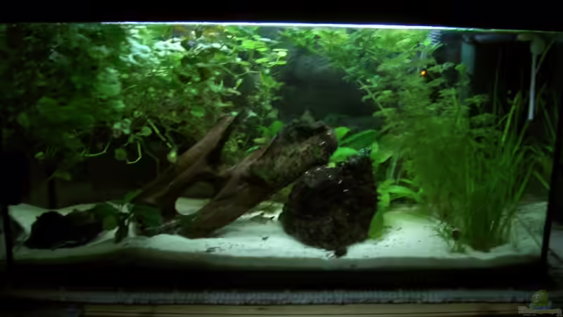 Aquarium Mein erstes Aquarium (aufgelöst) von Manuela (2)