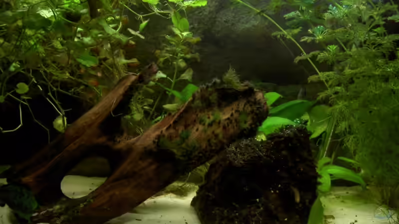 Aquarium Mein erstes Aquarium (aufgelöst) von Manuela (3)