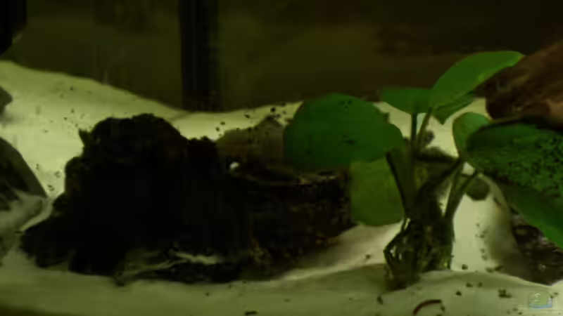 Aquarium Mein erstes Aquarium (aufgelöst) von Manuela (4)