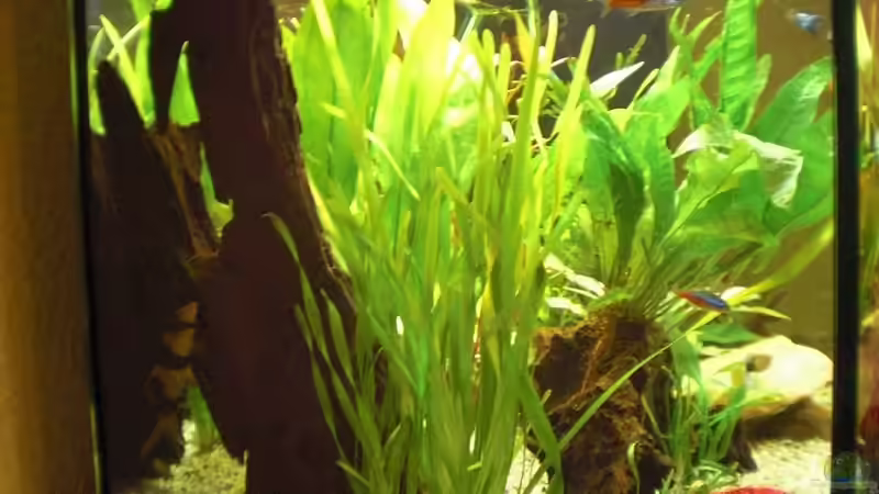 Aquarium Mein erstes Aquarium von Delia Schulte (3)