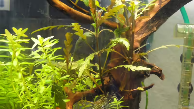 Aquarium Mein erstes Aquascape von lolo (2)