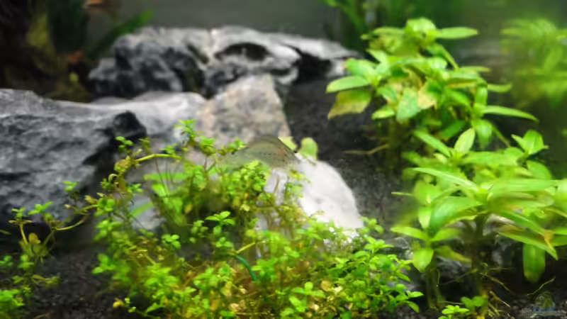 Aquarium Mein erstes Aquascape von lolo (3)