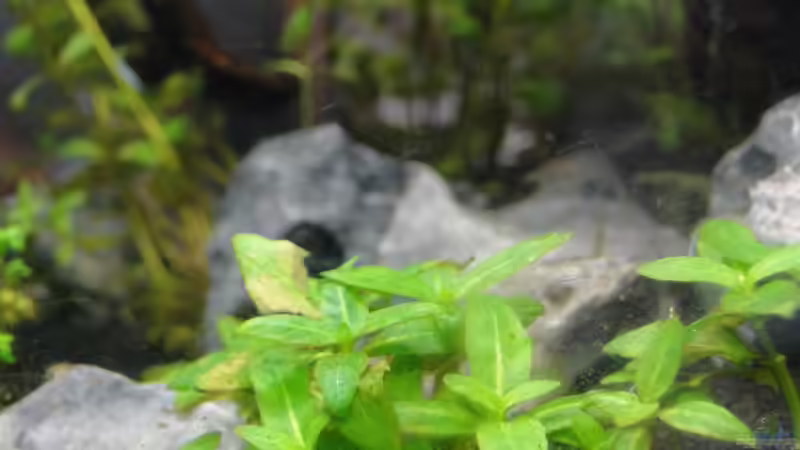 Aquarium Mein erstes Aquascape von lolo (4)