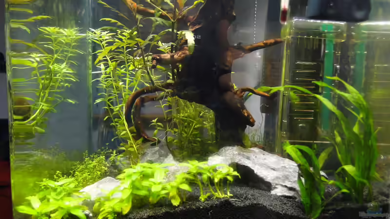 Aquarium Mein erstes Aquascape von lolo (5)