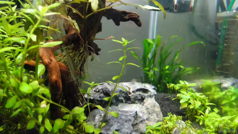 Aquarium Mein erstes Aquascape von lolo (6)