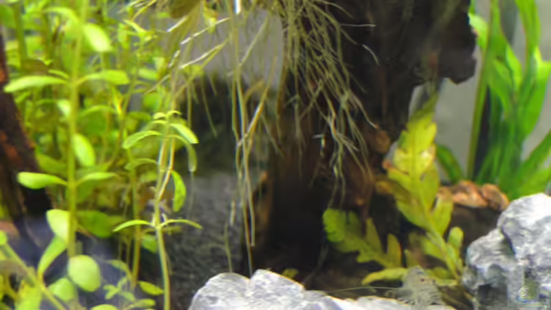 Aquarium Mein erstes Aquascape von lolo (7)