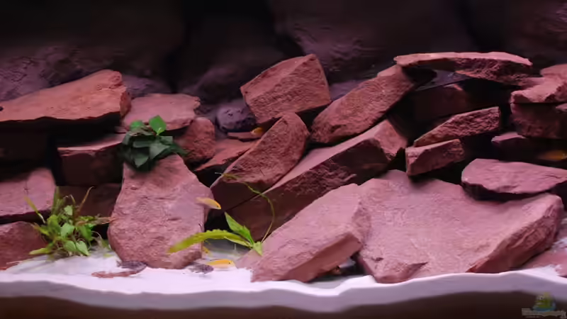 Aquarium Mein erstes Becken / Malawi von Tobi787 (3)