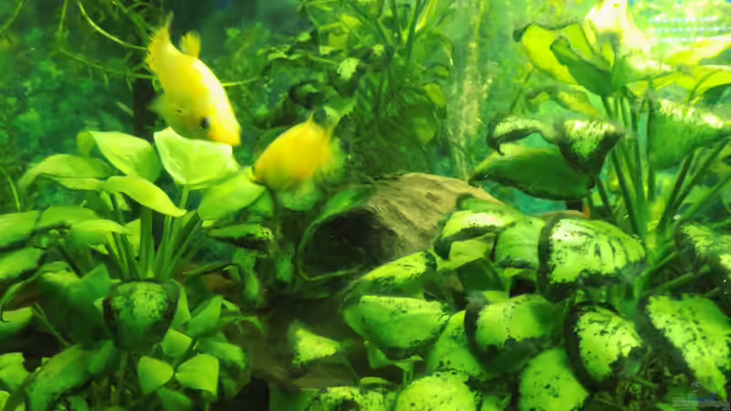 Aquarium Mein erstes Becken von aqua david (6)