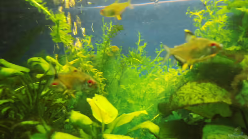 Aquarium Mein erstes Becken von aqua david (7)