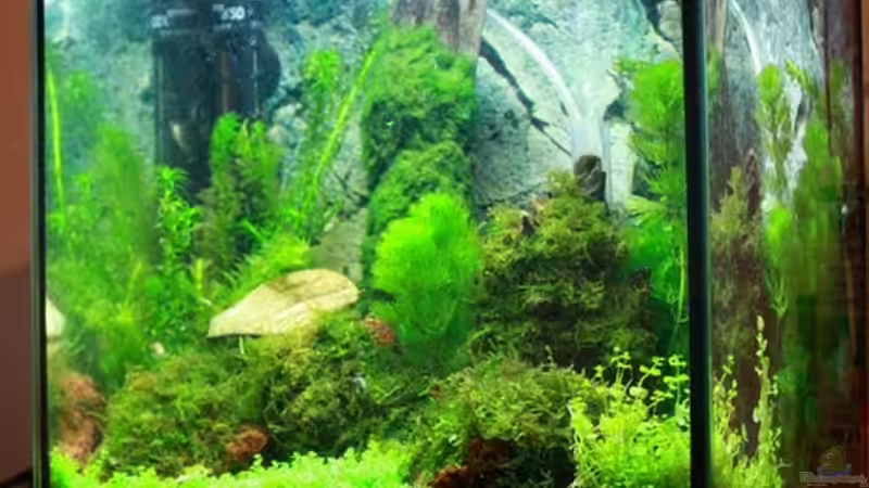 Aquarium mein erstes Garni Becken von Flo1104 (4)