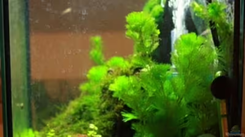 Aquarium mein erstes Garni Becken von Flo1104 (5)
