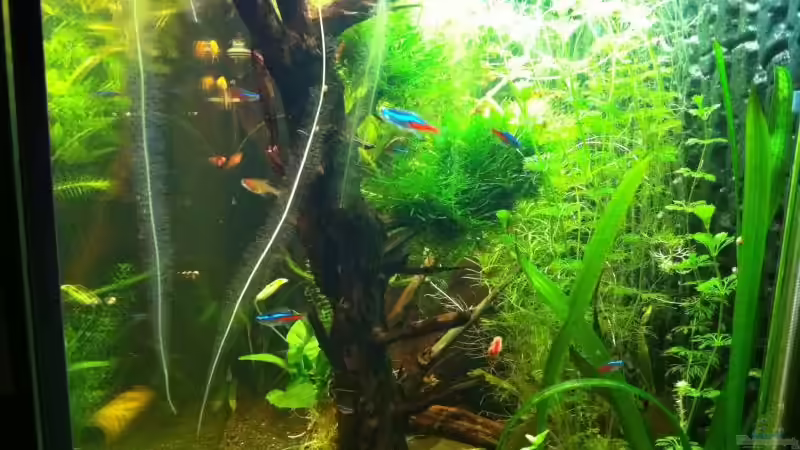Aquarium Mein erstes größeres Projekt von Daniel B (2)