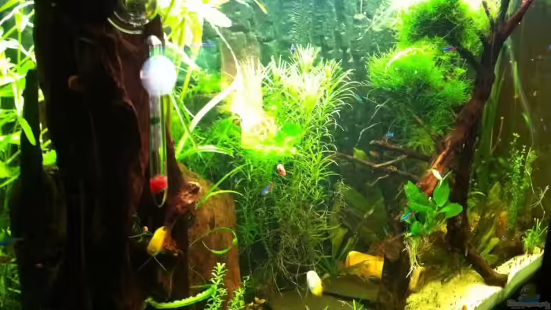 Aquarium Mein erstes größeres Projekt von Daniel B (3)
