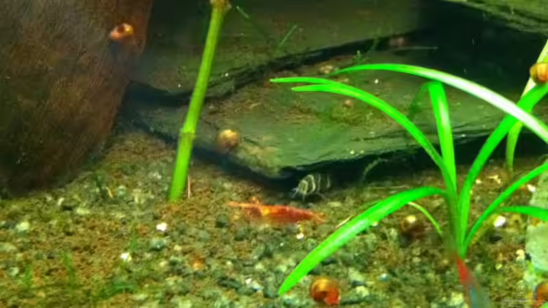 Aquarium Mein erstes größeres Projekt von Daniel B (5)