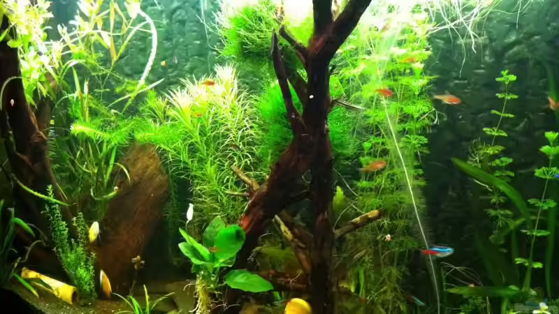 Aquarium Mein erstes größeres Projekt von Daniel B (7)