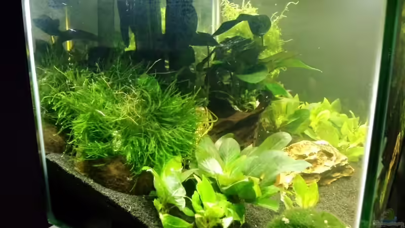 Aquarium Mein erstes Nano von Fischflüsterer (2)