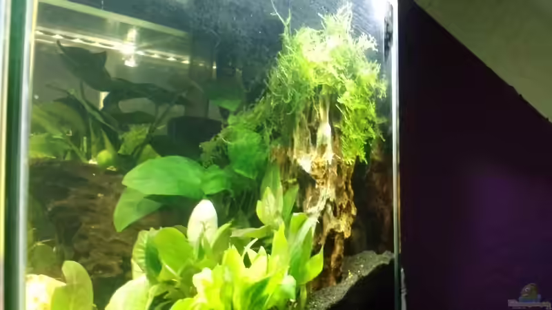 Aquarium Mein erstes Nano von Fischflüsterer (3)