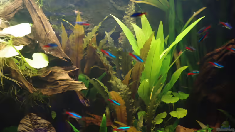 Aquarium mein erstes Neon-Becken (nur noch Beispiel) von Herr H. (5)
