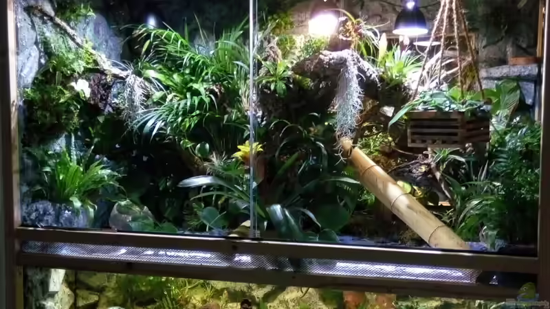 Aquarium mein erstes palludarium von M.G (7)