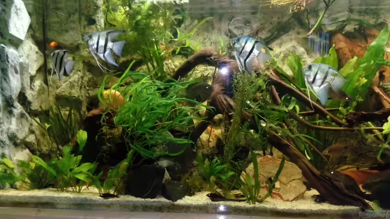 Aquarium mein erstes palludarium von M.G (8)