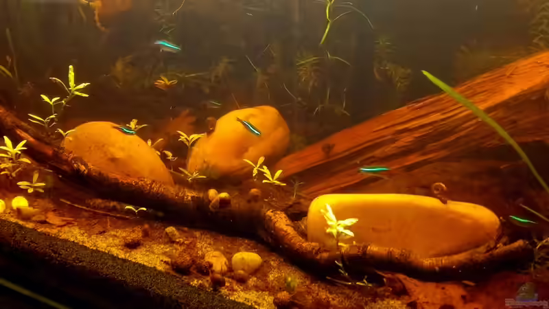 Aquarium Mein erstes Schwarzwasserbecken von wid (3)