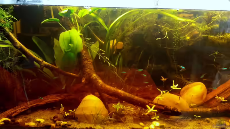 Aquarium Mein erstes Schwarzwasserbecken von wid (4)