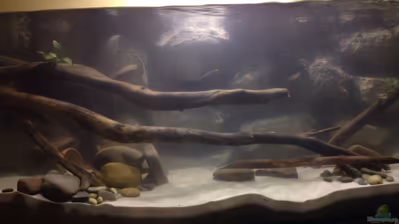 Aquarium Mein erstes von Ca36du (3)