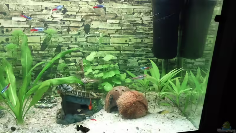 Aquarium Mein erstes von Michael Richter (2)