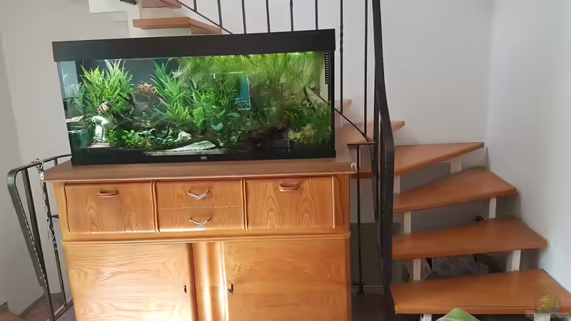 Aquarium Mein erstes von Rinchen84 (13)