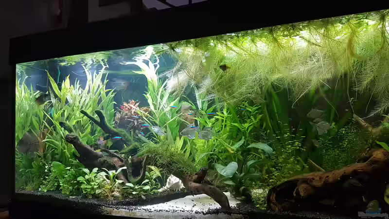 Aquarium Mein erstes von Rinchen84 (2)