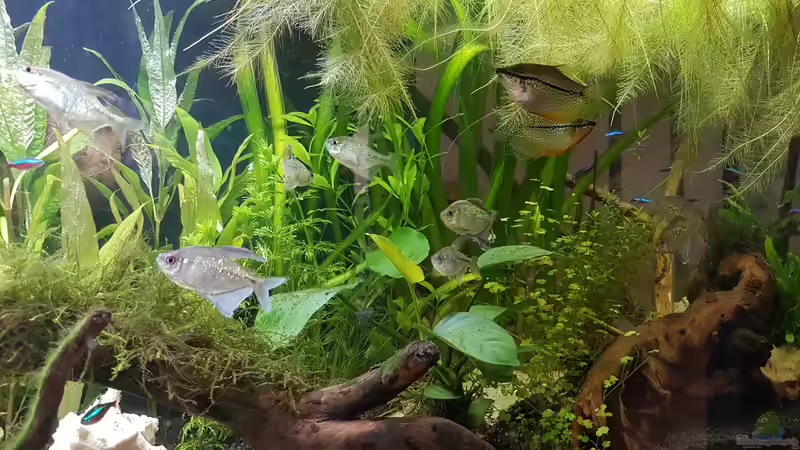 Aquarium Mein erstes von Rinchen84 (3)