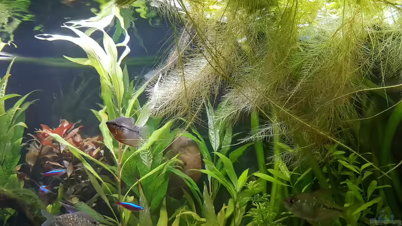 Aquarium Mein erstes von Rinchen84 (4)