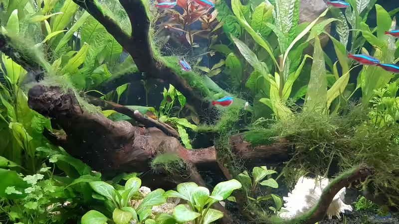 Aquarium Mein erstes von Rinchen84 (5)