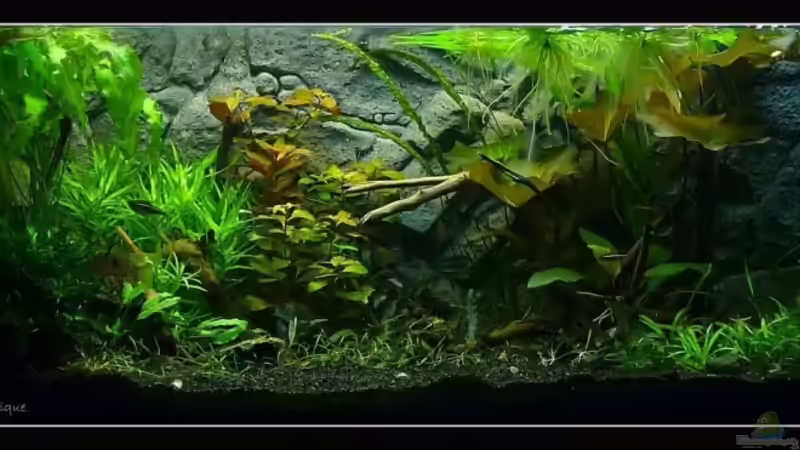 Aquarium Mein Großes von *Dominique* (8)
