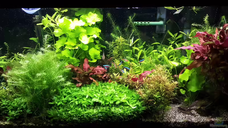 Aquarium mein kleines Amazonas Scape von odin 68 (101)