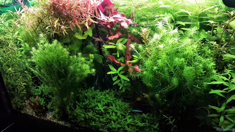 Aquarium mein kleines Amazonas Scape von odin 68 (101)