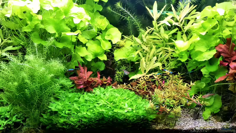 Aquarium mein kleines Amazonas Scape von odin 68 (102)