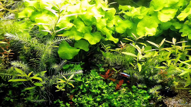 Aquarium mein kleines Amazonas Scape von odin 68 (102)