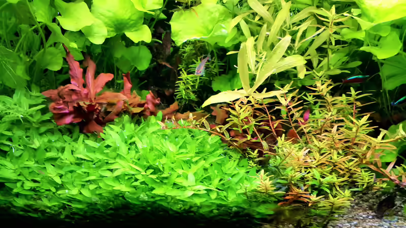 Aquarium mein kleines Amazonas Scape von odin 68 (103)