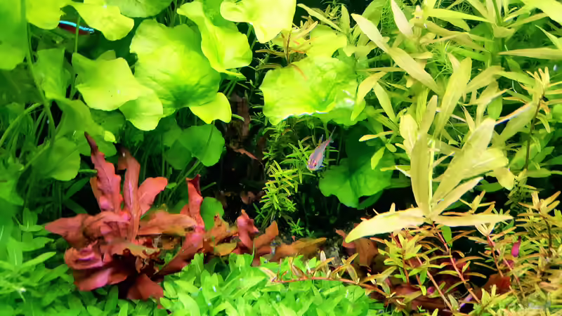 Aquarium mein kleines Amazonas Scape von odin 68 (104)