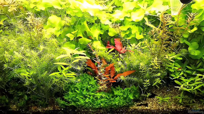 Aquarium mein kleines Amazonas Scape von odin 68 (105)