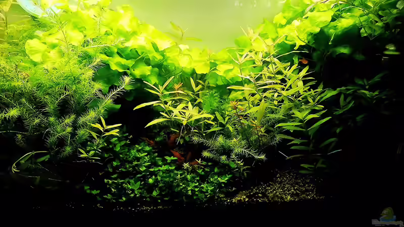 Aquarium mein kleines Amazonas Scape von odin 68 (106)