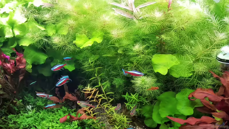 Aquarium mein kleines Amazonas Scape von odin 68 (106)