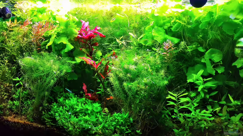 Aquarium mein kleines Amazonas Scape von odin 68 (109)
