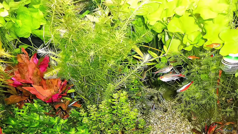 Aquarium mein kleines Amazonas Scape von odin 68 (109)