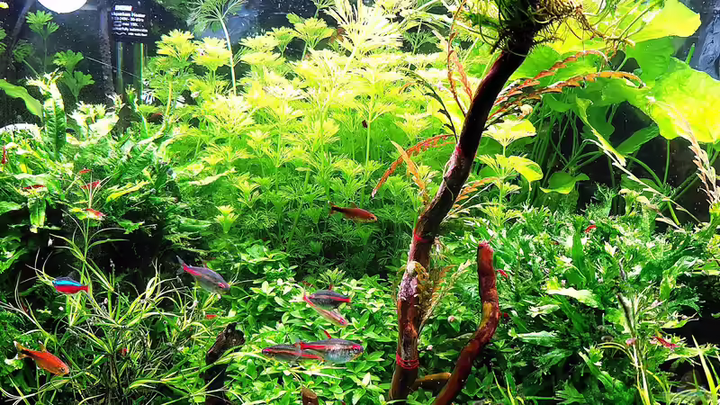 Aquarium mein kleines Amazonas Scape von odin 68 (11)