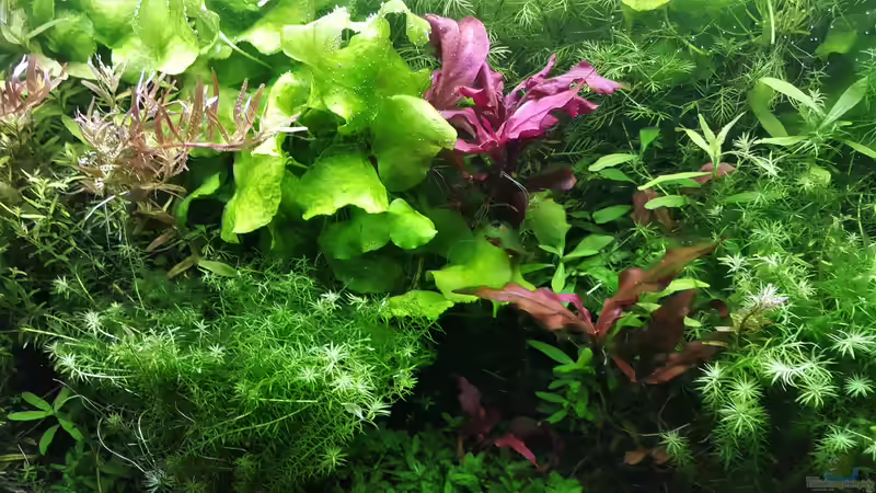 Aquarium mein kleines Amazonas Scape von odin 68 (110)